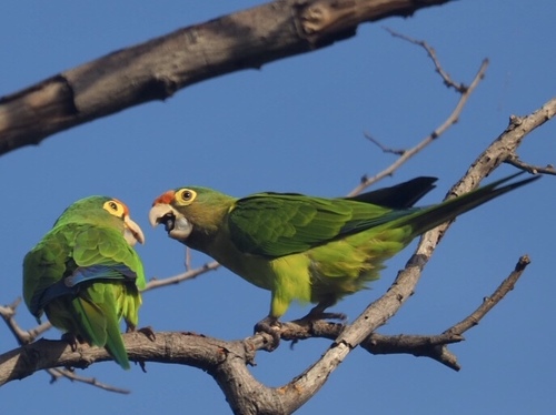 Orange-fronted Parakeet