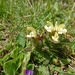 Pedicularis lyrata - Photo (c) Christian Rixen, todos los derechos reservados