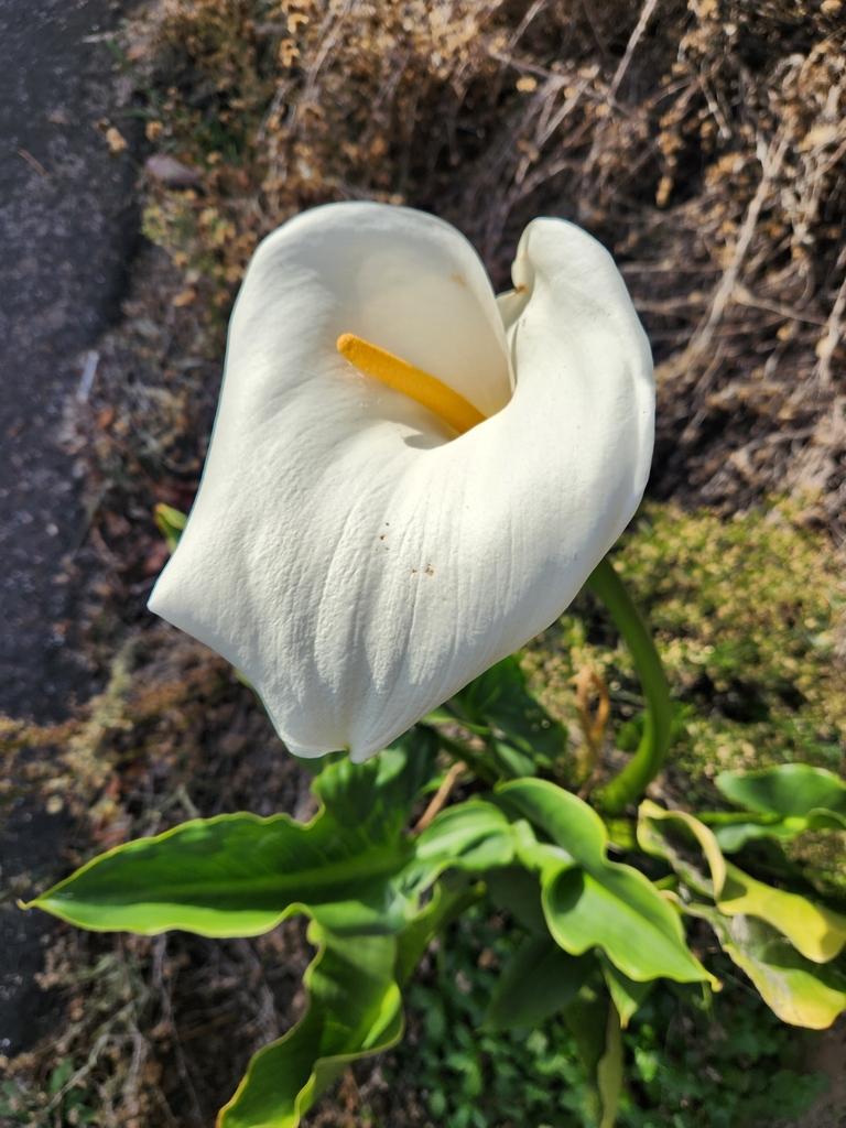 calla lily from Monterey, CA, USA on December 3, 2024 at 01:03 PM by ...