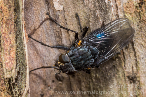 Xenocalliphora