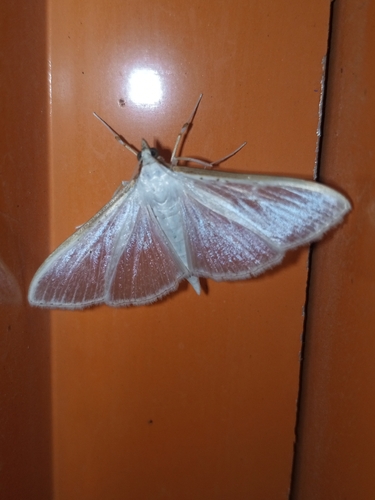 Jasmine Moth