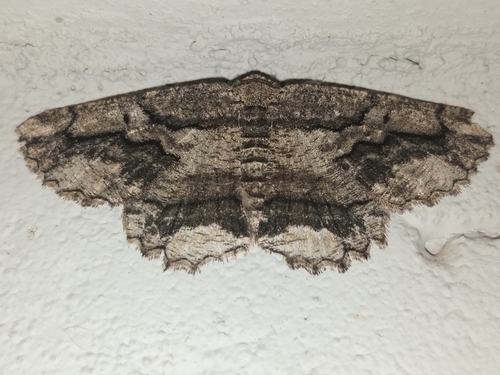 Brassy Waved Umber