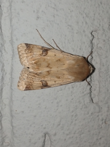 The Bordered Straw