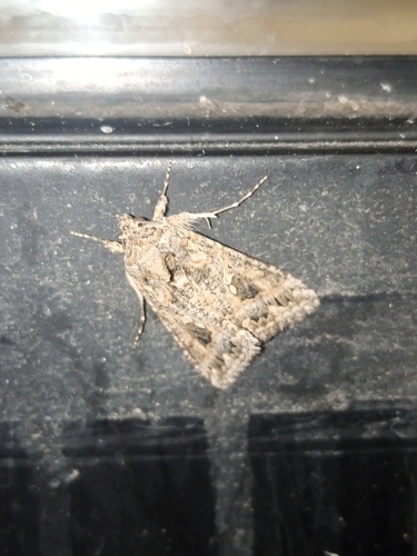 Cabbage Looper Moth