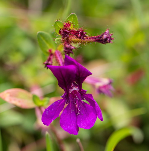 Tropical Waxweed