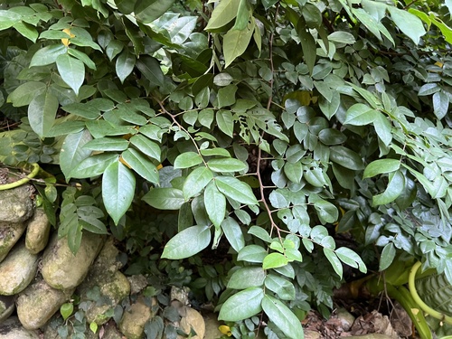 Averrhoa carambola - Fruit