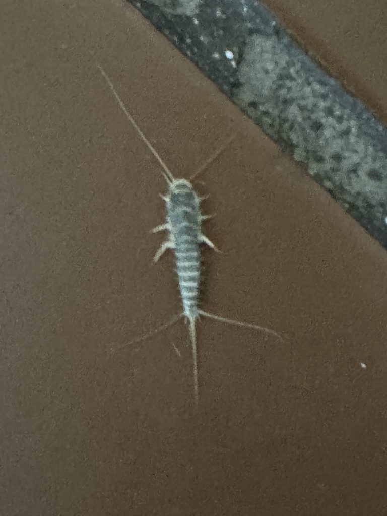 Long-tailed Silverfish from Calzada de Tlalpan, Tlalpan, CDMX, MX on ...