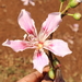 Ceiba pubiflora - Photo 由 Germaine Alexander Parada 所上傳的 (c) Germaine Alexander Parada，保留所有權利