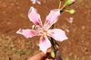 Ceiba pubiflora - Photo (c) Germaine Alexander Parada, all rights reserved, uploaded by Germaine Alexander Parada