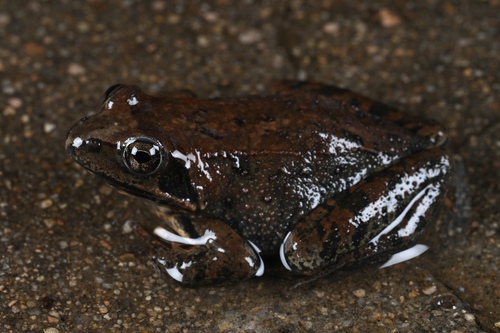 Huanren Frog
