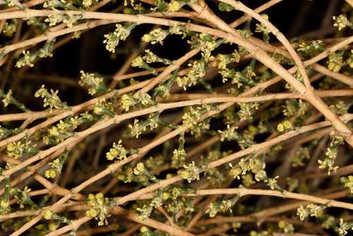 Haloxylon Haloxylon persicum | Native Nature