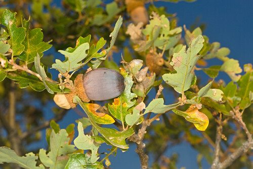 Quercus garryana var. semota