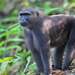 Moor Macaque - Photo (c) Carlos N. G. Bocos, all rights reserved, uploaded by Carlos N. G. Bocos