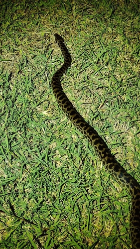 Spotted Python sighting