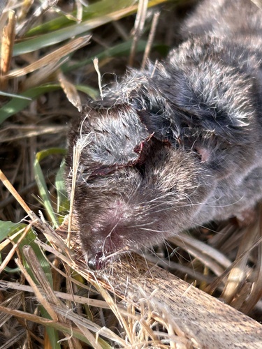 Northern Short-tailed Shrew
