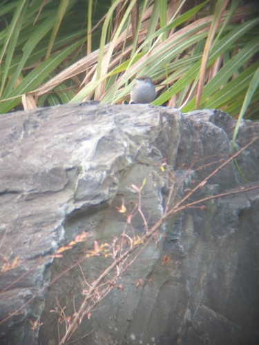 Plumbeous Water Redstart