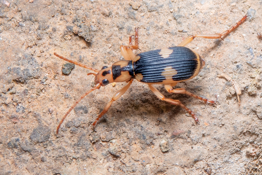Pheropsophus jessoensis · iNaturalist
