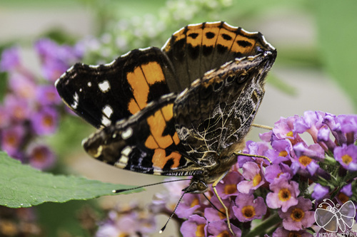 Indian Red Admiral