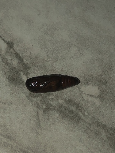 Green Cutworm Moth