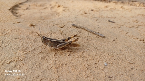 Mediterranean Splendid Grasshopper