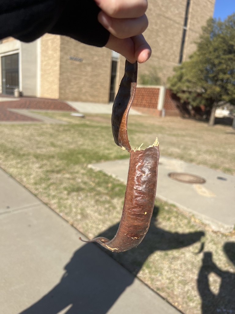 Tx Locust honey locust from Texas Tech University, Lubbock, TX, US on December 4 ...