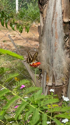 Thoas Swallowtail