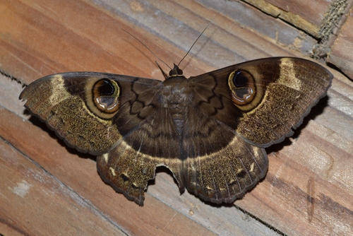Cyligramma duplex