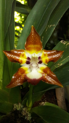 Huntleya burtii (Endrés & Rchb.f.) Pfitzer