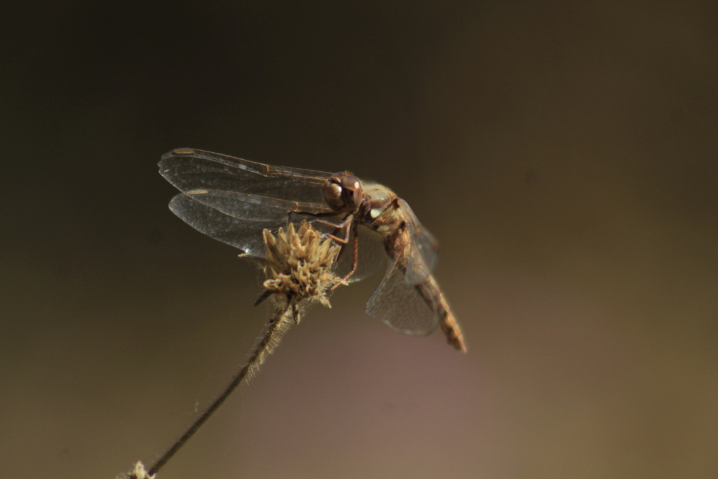 Cardinal Meadowhawk from Cerro de la Estrella, Parque Nacional Cerro de ...