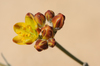 Haplophyllum poorei - Photo (c) Ori Fragman-Sapir, all rights reserved, uploaded by Ori Fragman-Sapir
