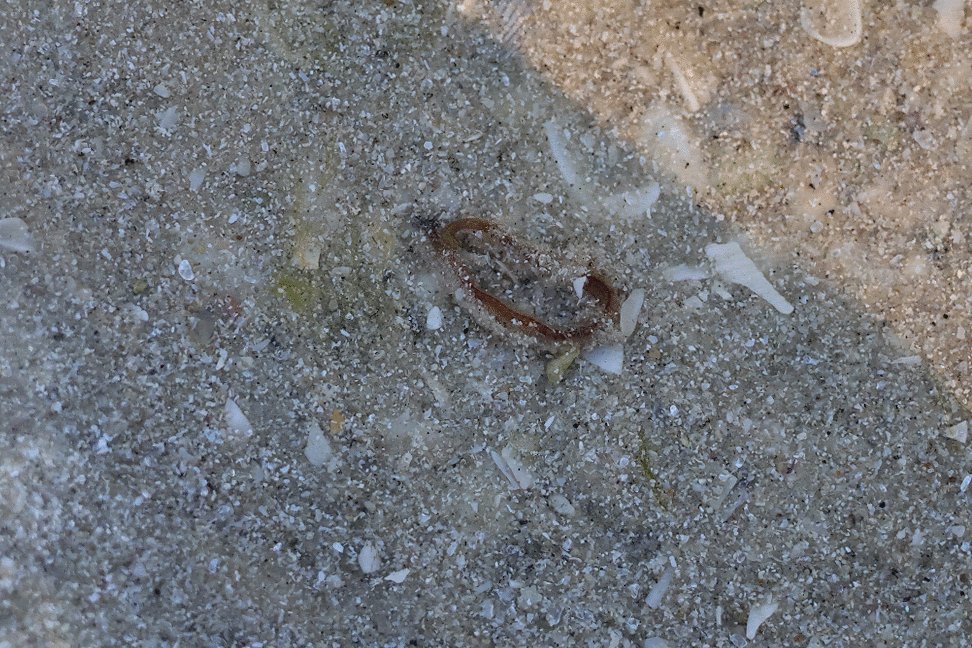 Polychaete Worms from Sanibel, FL, USA on December 04, 2024 at 08:55 AM ...