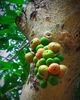 Cluster Fig - Photo (c) Geetha Ramaswami, all rights reserved, uploaded by Geetha Ramaswami