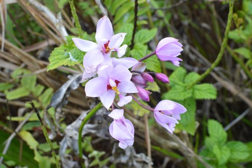 Spathoglottis carolinensis