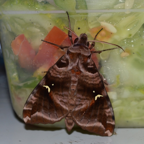 Maassenia heydeni