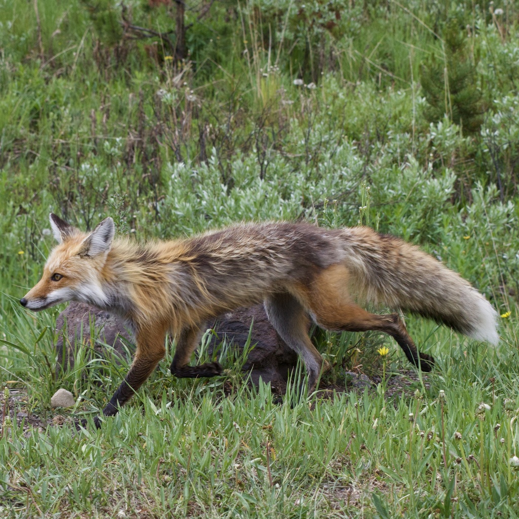 Red Fox from Yellowstone National Park, Yellowstone National Park, WY ...