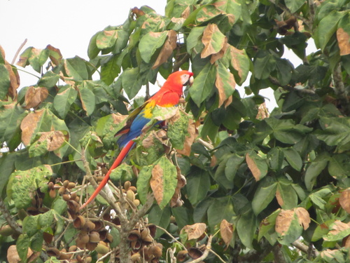 Scarlet Macaw