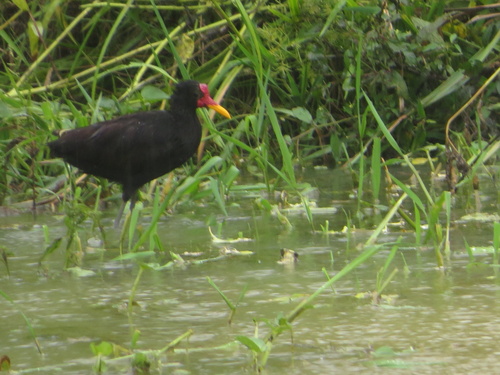 Wattled Jacana