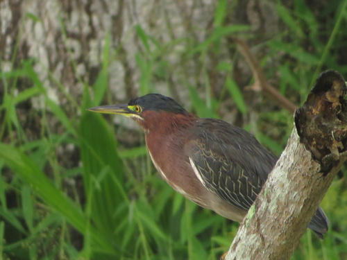 Green Heron