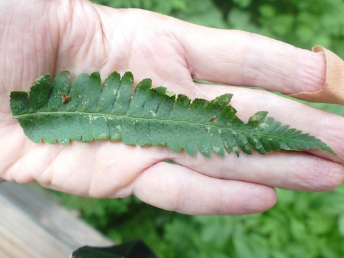 Aphelenchoides fragariae · iNaturalist