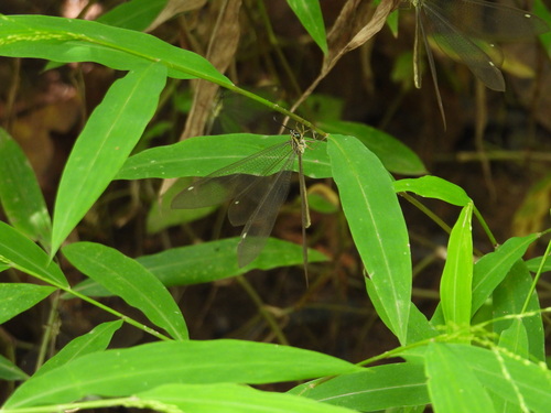 Gregarious Antlion