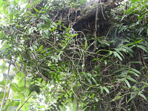 Calyptrochilum christyanum