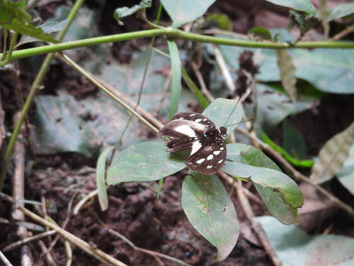 Forest Glade Nymph