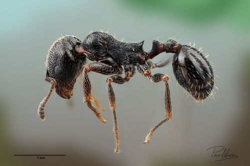 Goniomma baeticumGoniomma baeticum