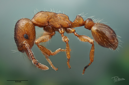 Strongylognathus caeciliaeStrongylognathus caeciliae
