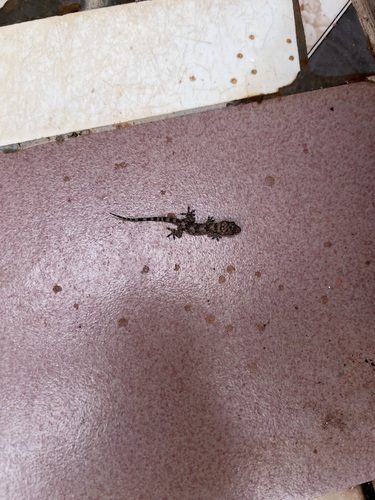 Tropical House Gecko