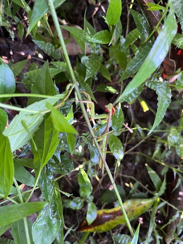 Flag Mantis