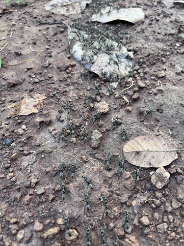 Matabele Ant