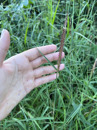 feathery pennisetum