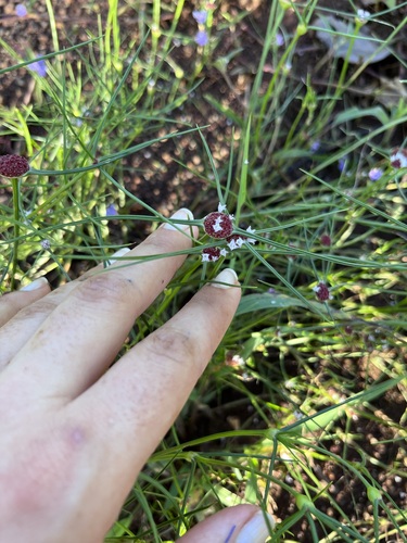 Spermacoce filifolia