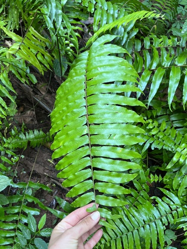 Broad Sword Fern